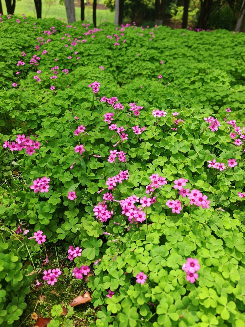 红花酢浆草