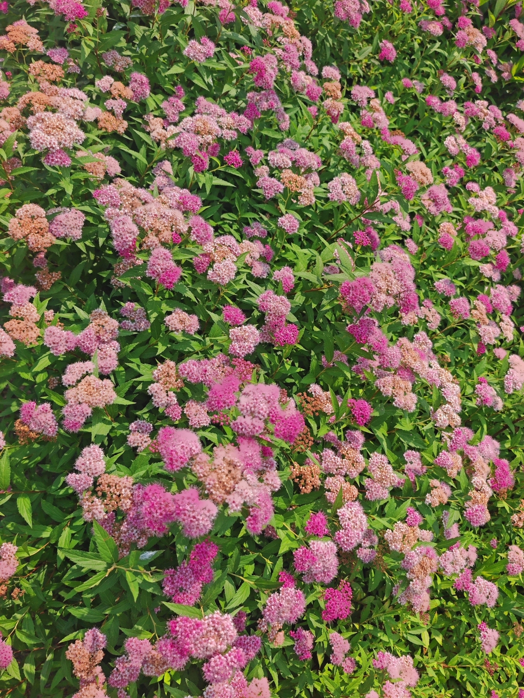 绣线菊-巷头路
