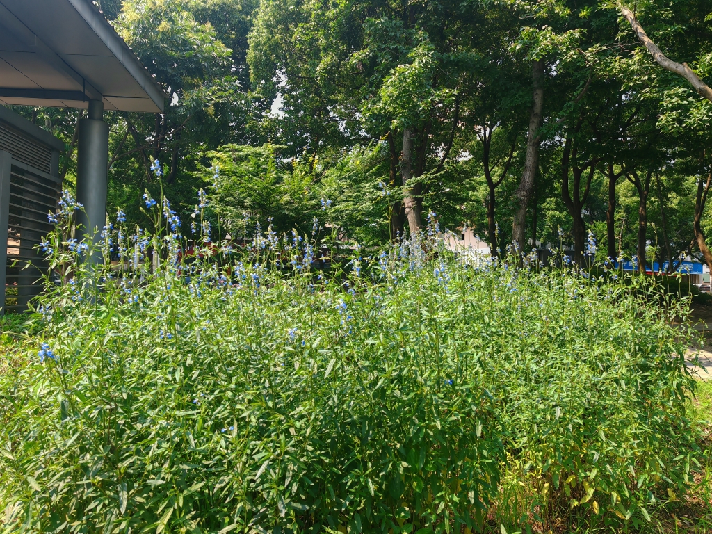 鼠尾草-法治公园